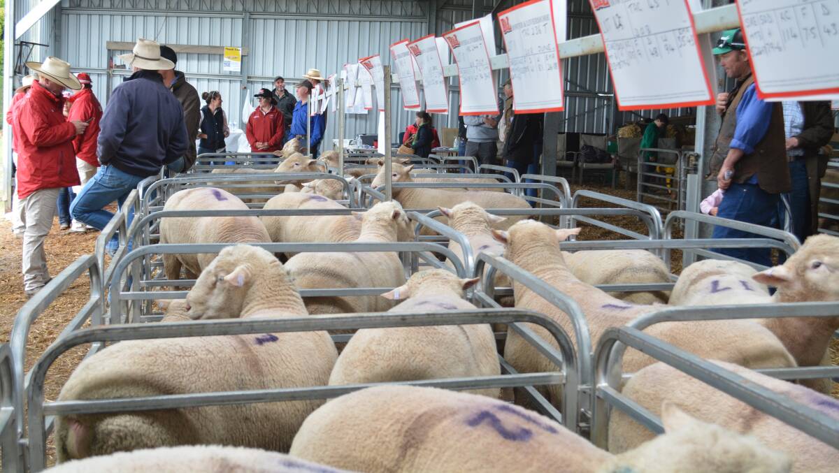 In all 61 Poll Dorset rams sold to a $2600 top and averaged $1131.