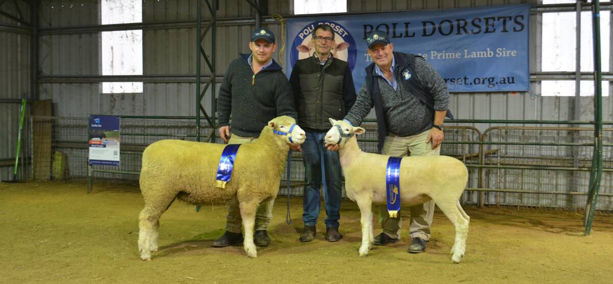 Champion and reserve champion Poll Dorset ewes with Joe and Andrew (right) Scott of Valley Vista stud, Coolac and judge Rod Davies from Wrattenbullie stud, Naracoorte, SA. 
