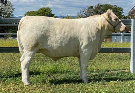 The steer was bred by Terry and Maylene Griffin of the Temana Charolais at Baradine, and was prepared by the students at St Stanislaus College, Bathurst. Photo: supplied