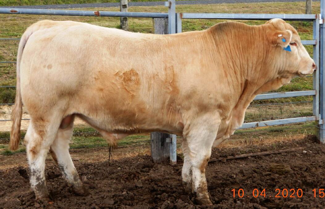 The $10,000 sale-topper, Violet Hills Plantagenet, purchased by the Perry family of Rothsay. Photo: Supplied