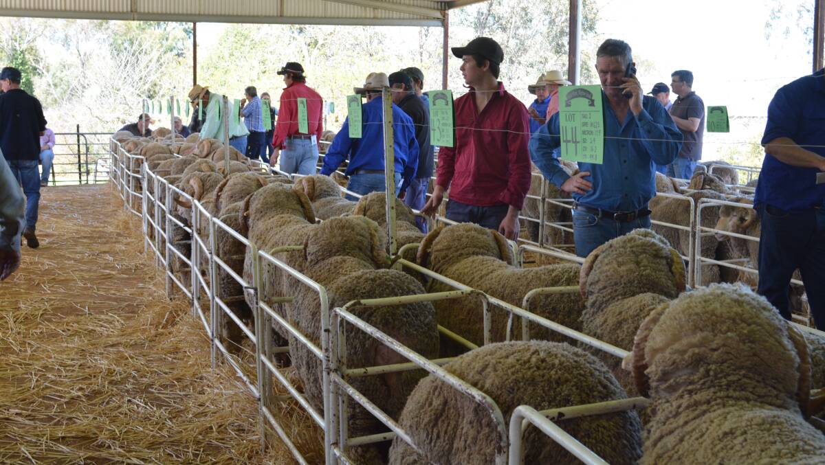 Stud and commercial sheep breeders featured among the list of buyers at the 32nd annual Tara Park Merino Ram Sale today at Boorowa. 