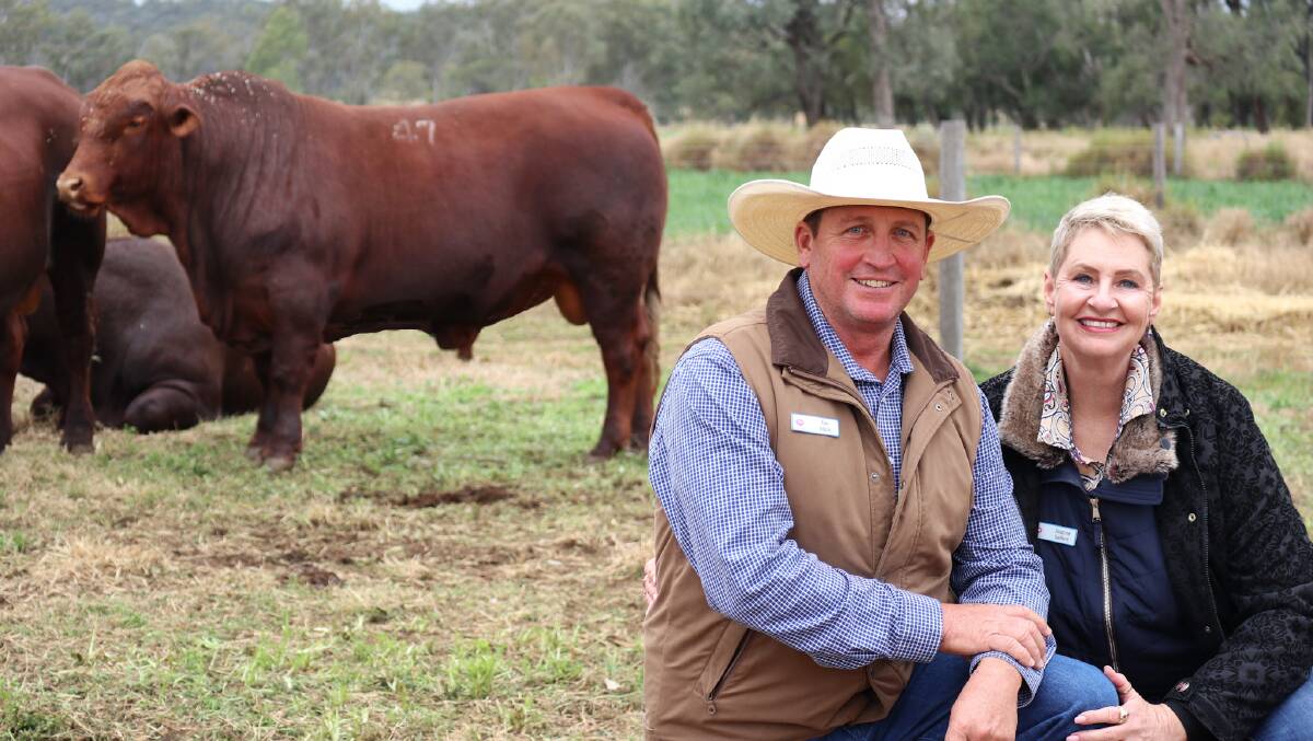 Ian Stark and Jeanne Seifert, Seifert Belmont Reds, Jandowae, Qld, with the top-priced bull which broke records when he was knocked down for $46,000 to repeat buyer Samuel Slack, Agnes Vale, Childers, Qld. Photo: Supplied 