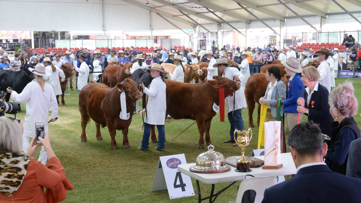 Steers in the purebred steer competition at the 2019 Sydney Royal Show during the live judging. Photo by Rachael Webb. 