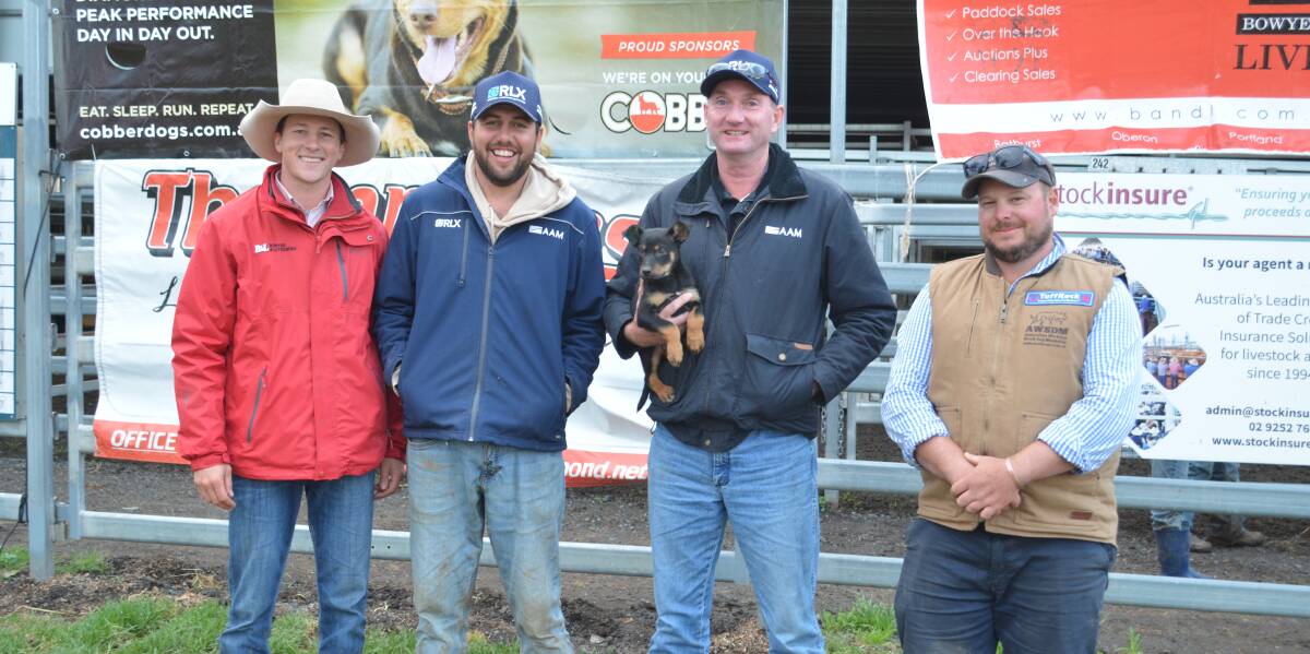 Auctioneer Harry Philips, Bowyer and Livermore, Bathurst, CTLX operations manager Brock Syphers, RLX regional infrastructure CEO Cye Travers and Koonama Working Kelpies' Nick Foster, Boorowa, and the eight-week-old pup which RLX and AAM purchased for $7500 with all proceeds going to TIACS.
