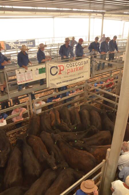 Numbers of yard weaned cattle were up during the first week of the Wodonga weaner sales. Photo: Mark Griggs
