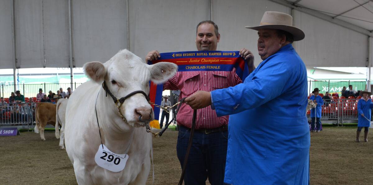 Colinta Holding's Charolais Youth donation heifer, Colinta Minnie, held by Steve Hayward, Advance Charolais, sashed by Brendan Scheiwe, Brendale stud, Qld.
