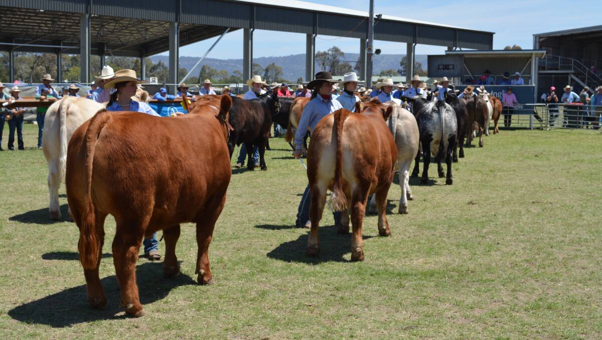 The Upper Hunter Beef Bonanza is an annual beef cattle, youth event held at Scone's White Park that is the largest event of its kind. The three day event draws over 800 students from 60 schools across NSW. Photo: Hannah Powe