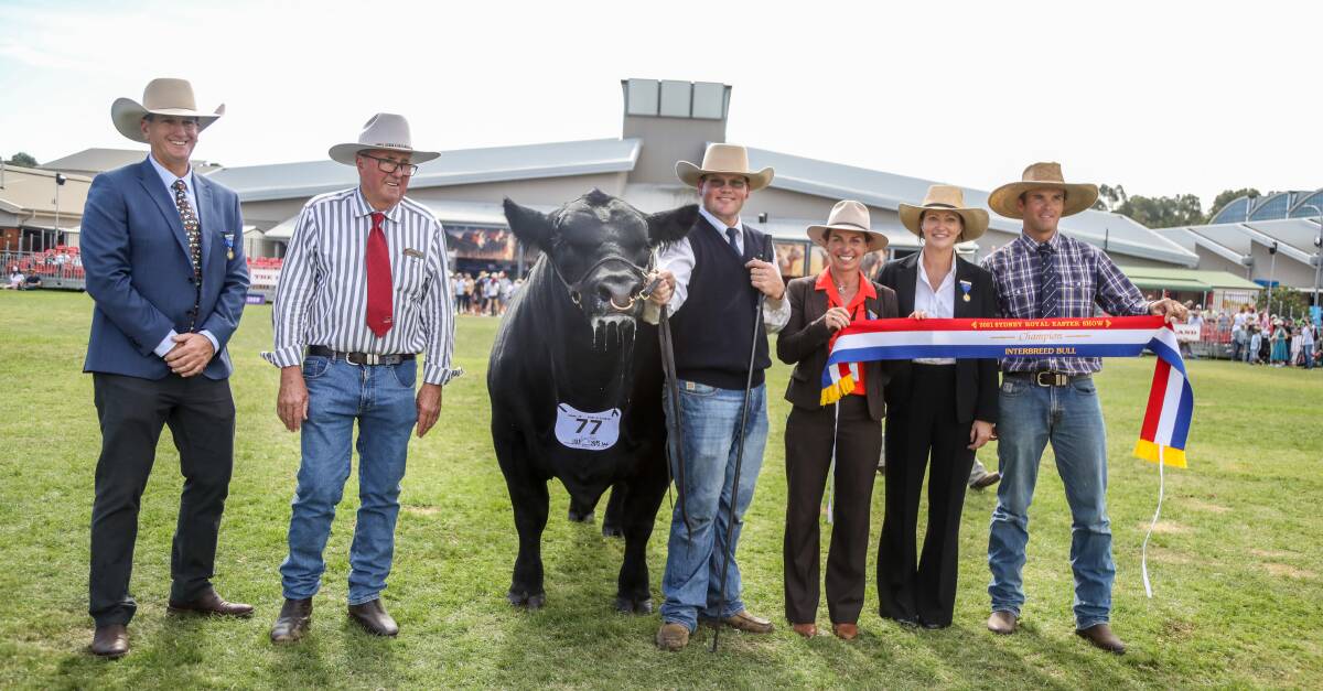 Supreme interbreed bull with judge David Bassingthwaighte, owner Danny Hill, Hillview Angus, handler Kierin Martin, judges Erica Halliday and Liz Manchee, and Chris Varcoe. 