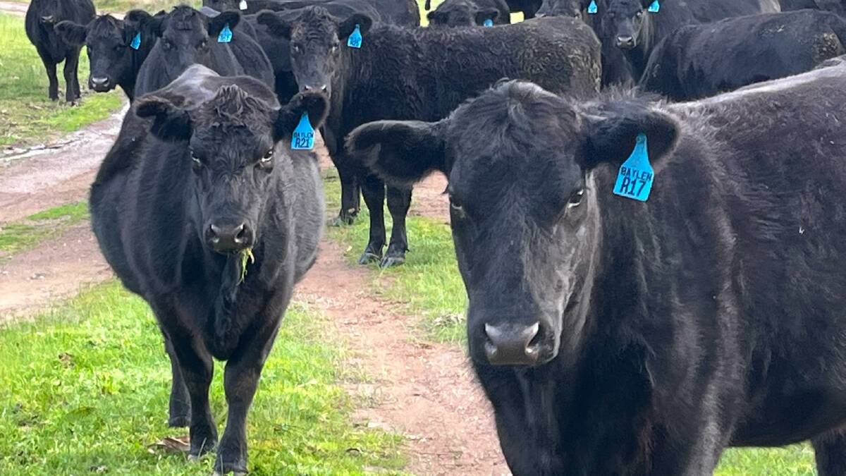 Shift to bull breeding for GenAngus participant Ben Lucas