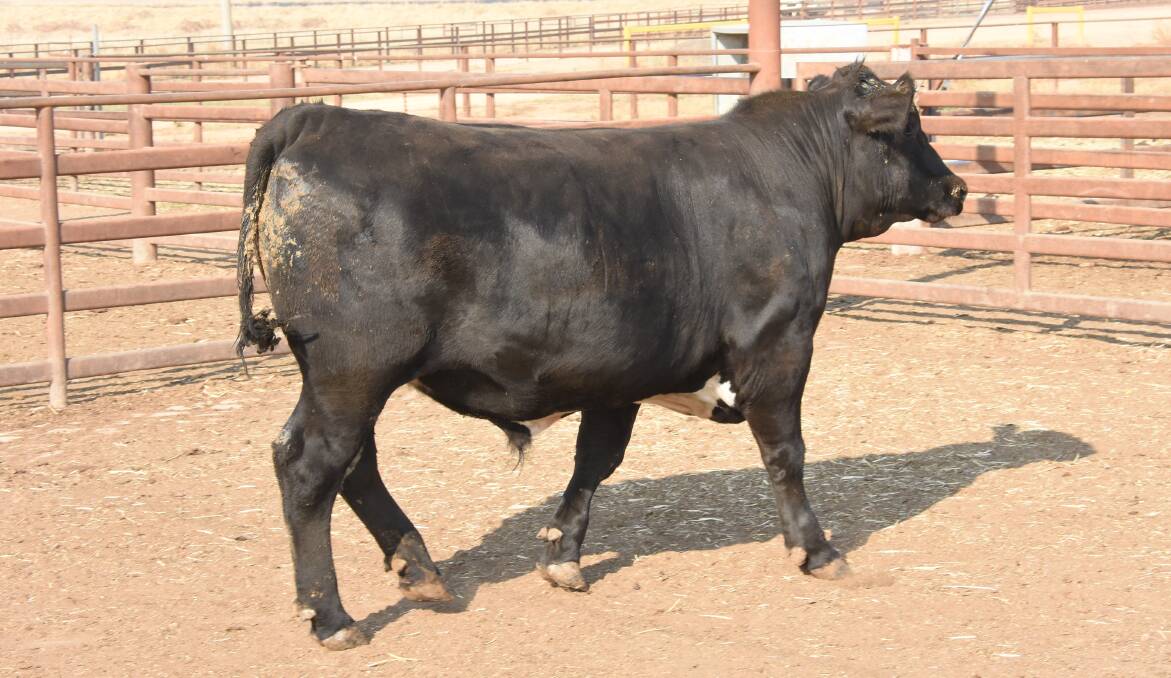 Coota Park's highest scoring Blue-E steer received a total of 170 points from 200, and qualified for the Riverine Premium Beef brand. Photo: Brett Tindal