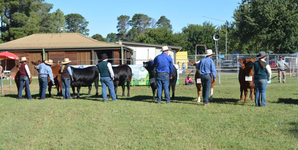 BIG NUMBERS: 28 heifers and 13 bulls entered the heifer jackpot and bull jackpot classes, resulting in each division winners receiving $1400 and $650, respectively.