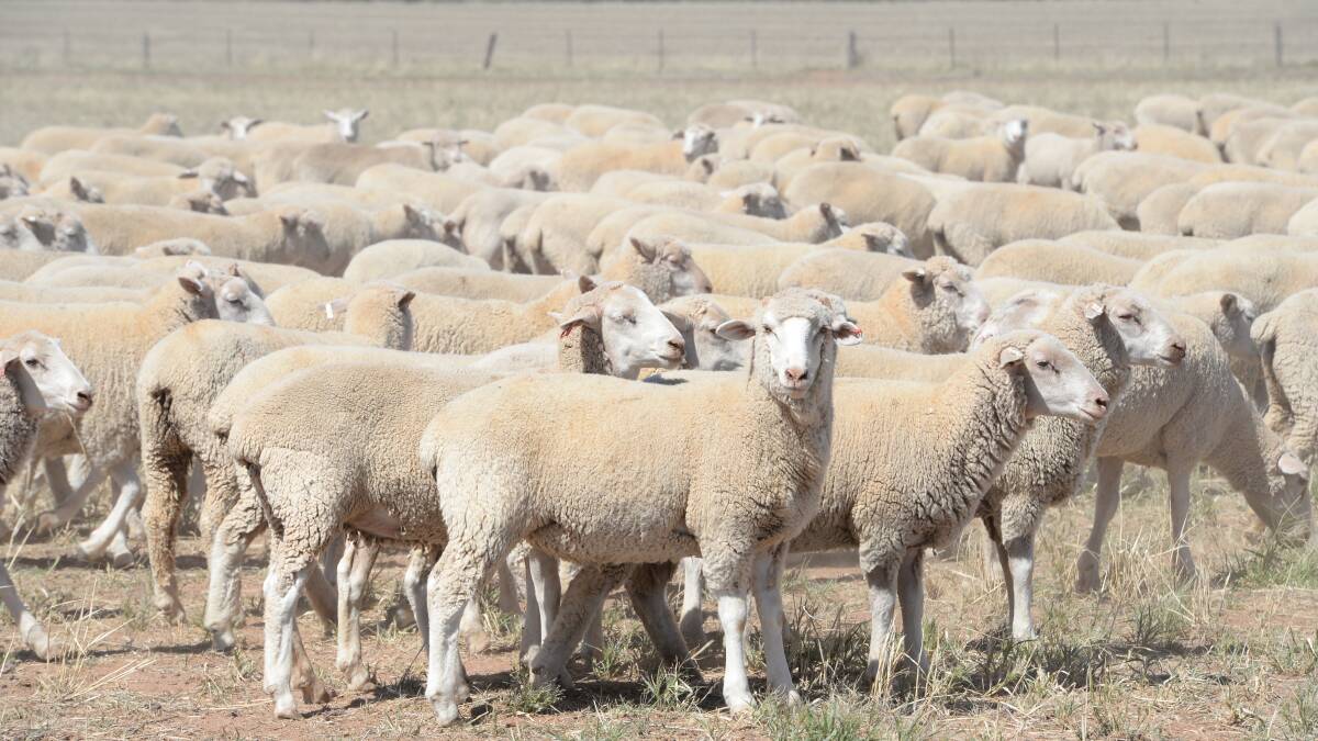 Sheep project aims to lift indexes and give producers an edge. 
