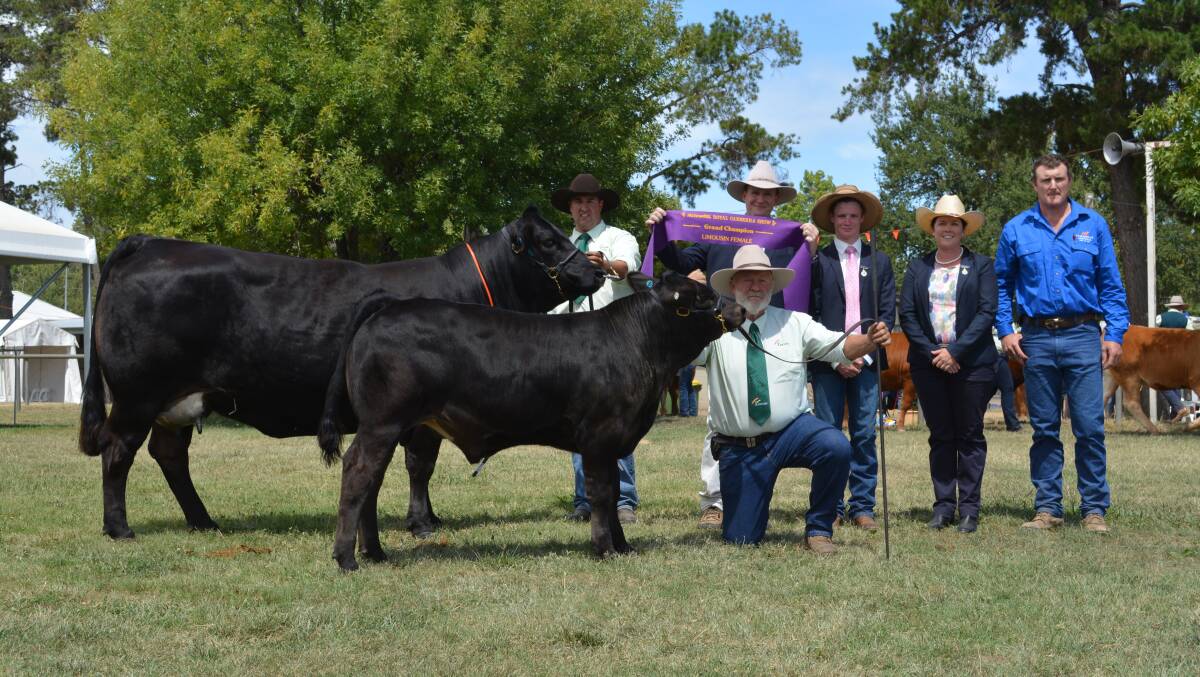 Supreme exhibit of the Limousin ring was Progress Mimis Force J4 exhibited by Curemont Limousins and held by Damien Cooper and Steve Nicholas, Nowra, sashed by IAH Jason Sutherland, associate judge Cooper Carter, judge Donna Robson, and owner Charles Brewer. 