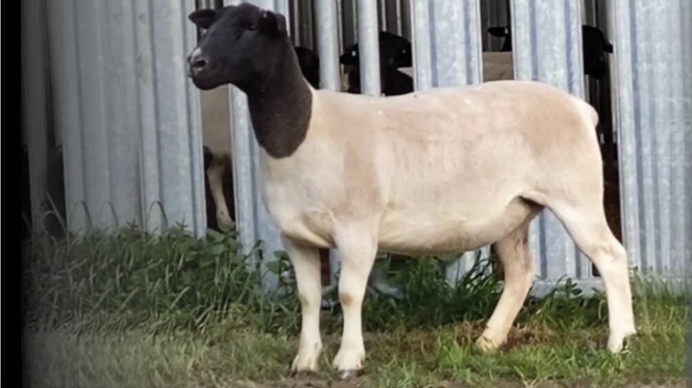 A $6200 new Australian record top price for a Dorper ewe was paid by Matt and Zaya Wood, Culgoa stud. Photo: supplied 