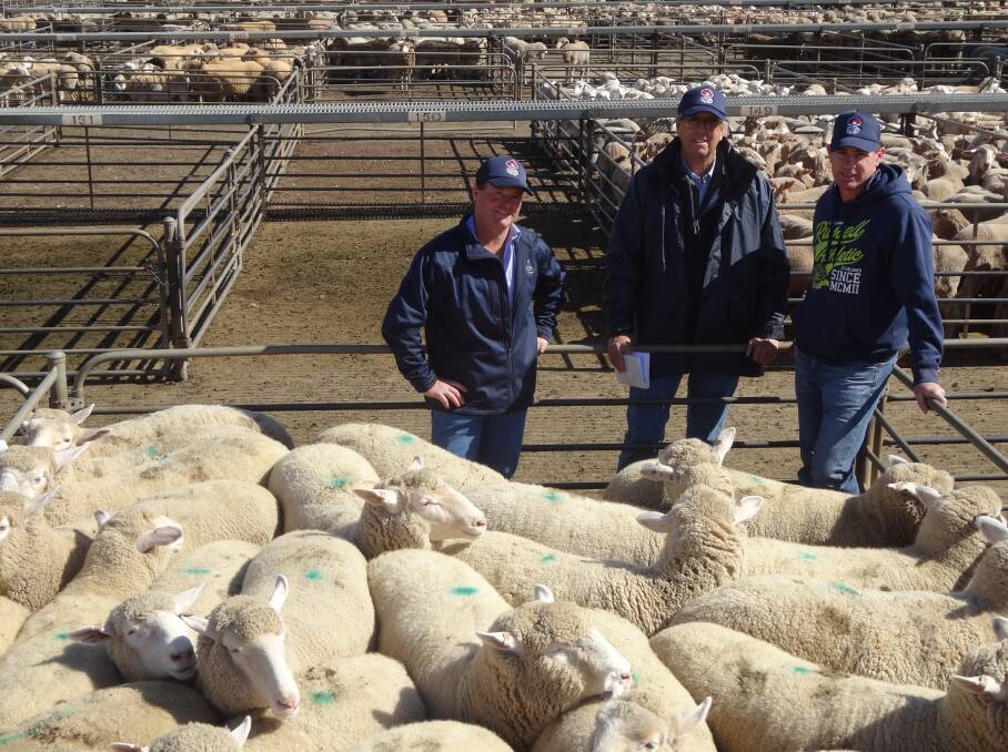 Spencer and Bennett agents Wayne Spencer and Tim Hutchinson, with vendor Mark Tabain, Leeton, and the $318 record priced, second cross Poll Dorset lambs today at Griffith. Photo supplied by Yvette McKenzie. 