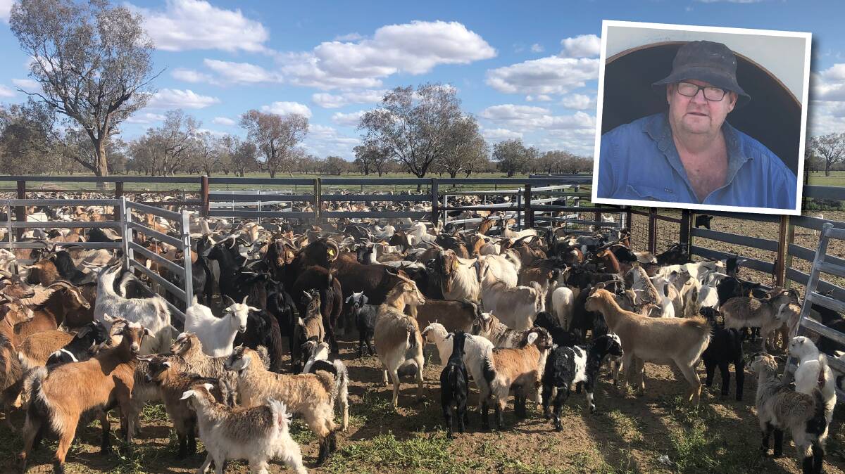 Justin (inset) and Julie McClure, Kallara Station, Tilpa, run around 3000 nanny goats but would like to get their numbers up to 5000. Photos: supplied