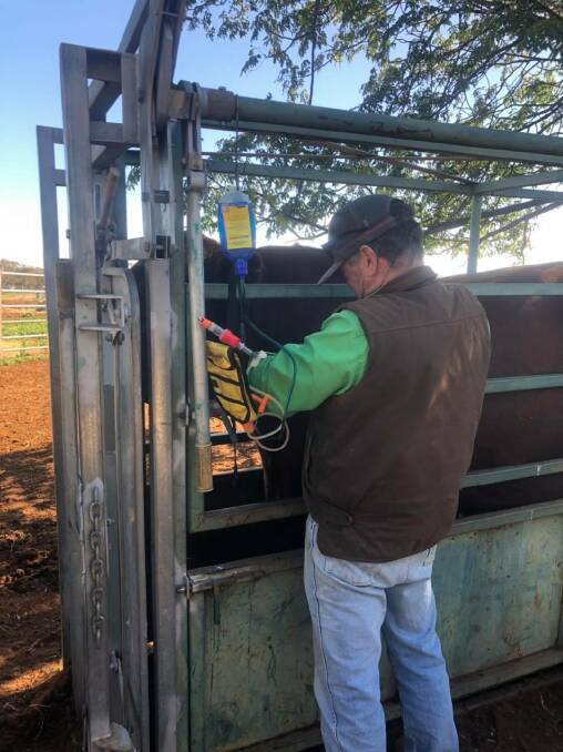 As studs continue to ensure they are ticking as many boxes as possible, they are commonly keeping bulls up to date with their animal health treatments including drenches and vaccinations. Photo: Hannah Powe 