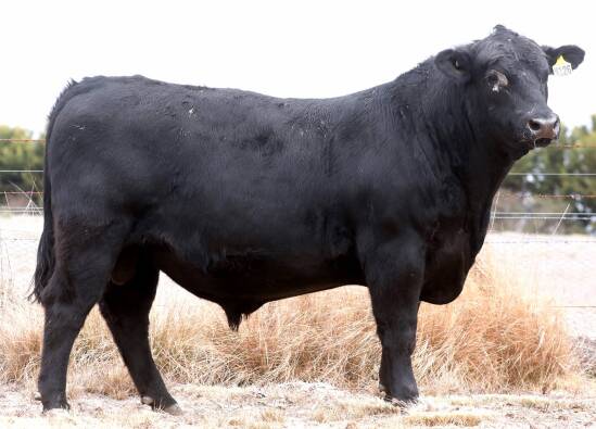 The equal-top-priced bull Dulverton New Approach N126. 