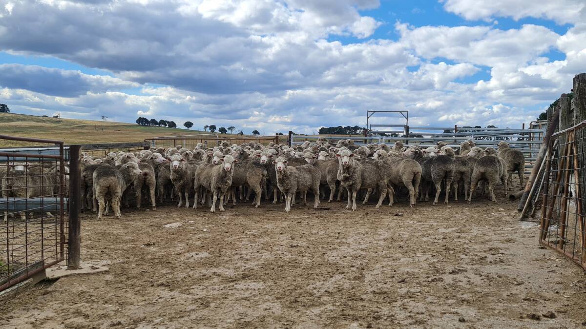 The Kelly family's Merino ewes at Ferndale, Caloola south-east of Bathurst. Photo: Emma Grabham 