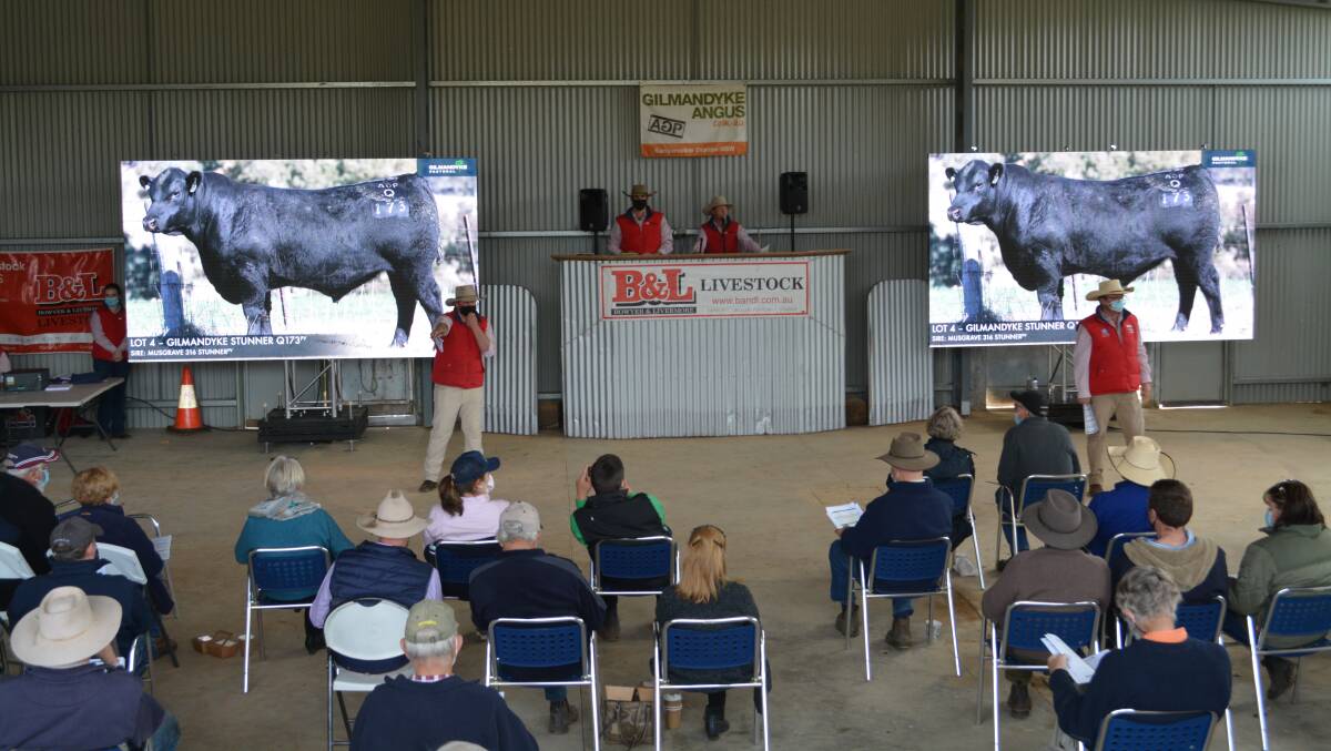 For the first time Gilmandyke Angus ran a video sale with no animals, including bulls and commercial females, running through the sale ring. 
