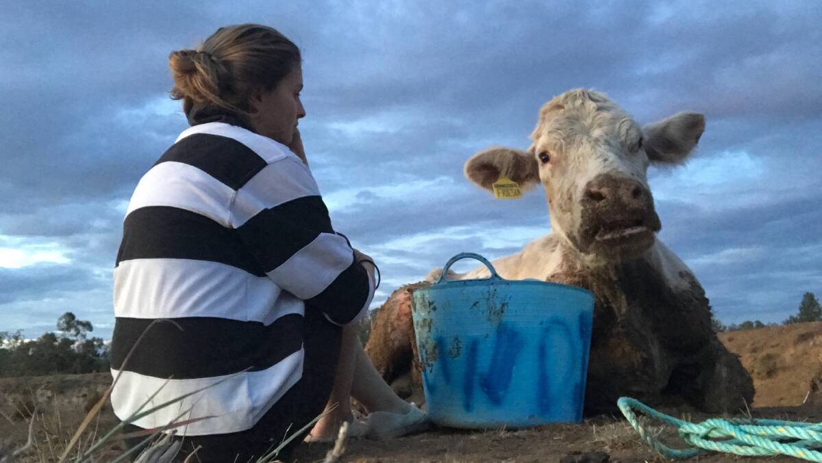 "The cows are getting skinnier every day, our last dam dried up back in October in which one of our foundation cows got stuck, and I had to watch her be put down due to being too weak," Laura said. Photo: supplied