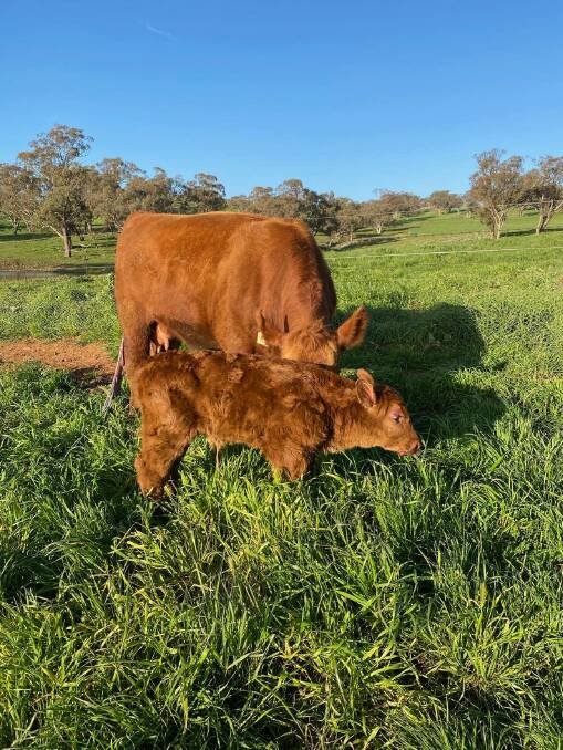 While there is no ideal birth weight range applicable to all beef producers, other factors such as calf shape may influence calving ease. Bigger, heavier calves don't always result in calving problems. 