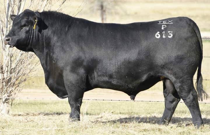 Texas Powerplay P613 sold for $108,000 to Kelly Angus, Vic. Photo: Elite Livestock Auctions. 