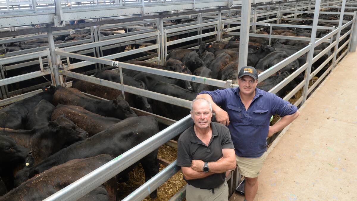 Rod and son Rodda Manning from Davilak Pastoral Company, Mansfield, Victoria, sold 510 10-month-old steers of Glendalloch bloodlines, ranging in weight from 296 to 366 kilograms during day one of the Angus grown and weaners sales at the Northern Victoria Livestock Exchange (NVLX) today. 