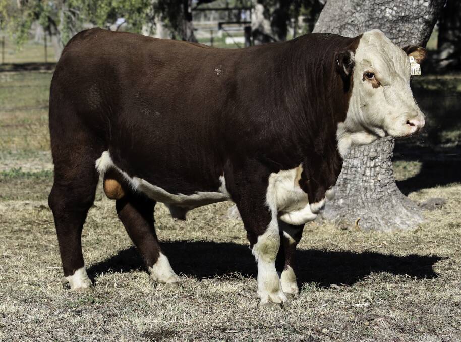 The $10,000 equal top-priced bull, Merawah Equator N114, sold to Bogong Pastoral Co. Elders and GDL conducted the sale, with Paul Dooley as auctioneer. Photo supplied. 