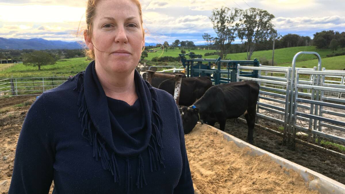 Kate Hand, Kempsey, with collared cows eating spent grain. 