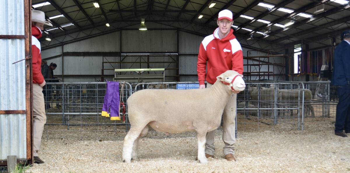 The $30,000 second-top priced ram bought via AuctionsPlus by Roger Wilkinson of Camborn Poll Dorset stud, Pooncarie via Wentworth, with James Gilmore, Tattykeel, Black Springs. 