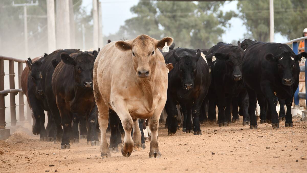 Despite being a wetter year, the steers transitioned into the feedlot well this year according to Teys Australia Jindalee Feedlot manager Shane Bullock. 