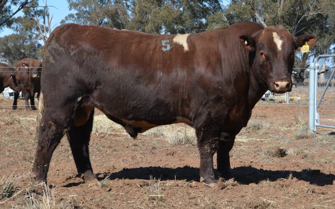The top-priced bull at the Shorthorn Central Sale was Polldale Masterful, offered by Kim and Elizabeth Williams and family from Polldale Shorthorn stud, Dubbo, was purchased for $9000 by Peter Falls, South Burrabogie, Finley. 