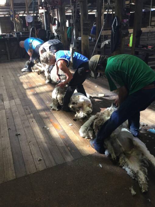 Mrs Byers shearing at Truelands at Campbell Town, Tas