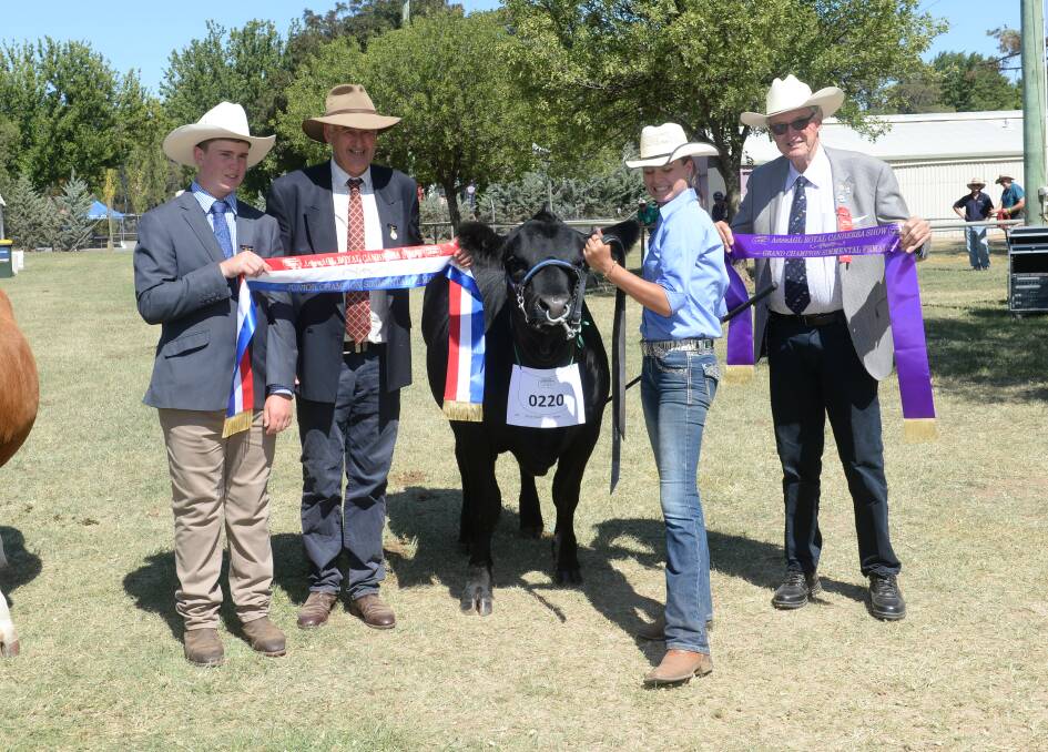 Associate judge Hamish Maclure, Tarcutta, and judge Peter Collins, Tennyson, Victoria, with the Simmental supreme exhibit led by Rebecca Maxwell of the Hawkesbury and sashed by Phil Bower. 