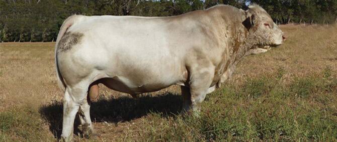 Semen from Venturon Hamish H6E is destined for two North American Charolais studs. Photo supplied. 