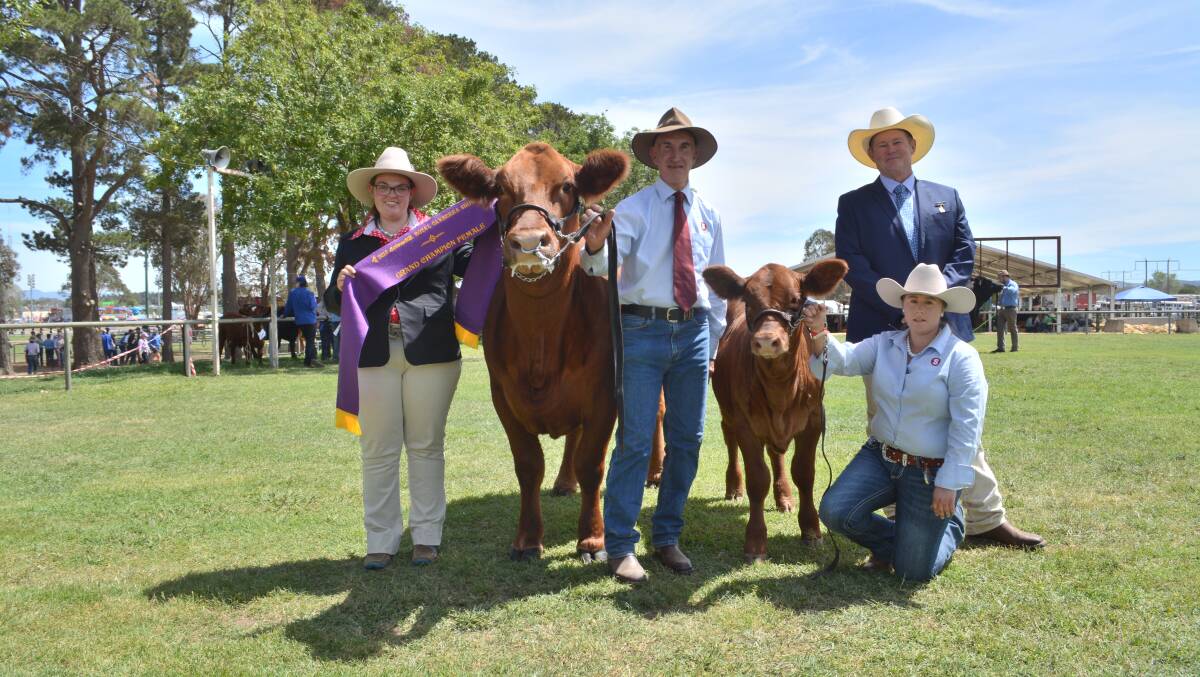 Grand champion female and supreme Simmental exhibit went to Settler Nicky picured with Walter Vecchiet, International Animal Heath, associate judge Michelle Fairall, Harden, owner Richard Wilkinson, Bringelly, and Skye Baxter, and judge Glenn Trout, Holbrook. 