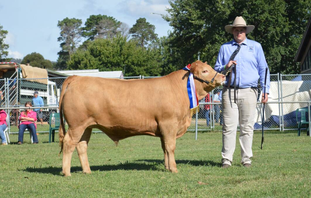 CHAMPION TRADE: Red Bend Catholic College, Forbes, exhibited "Caramello" the Charolais cross steer that took out the trade section. He was handled by Jock Moss, year 12. 