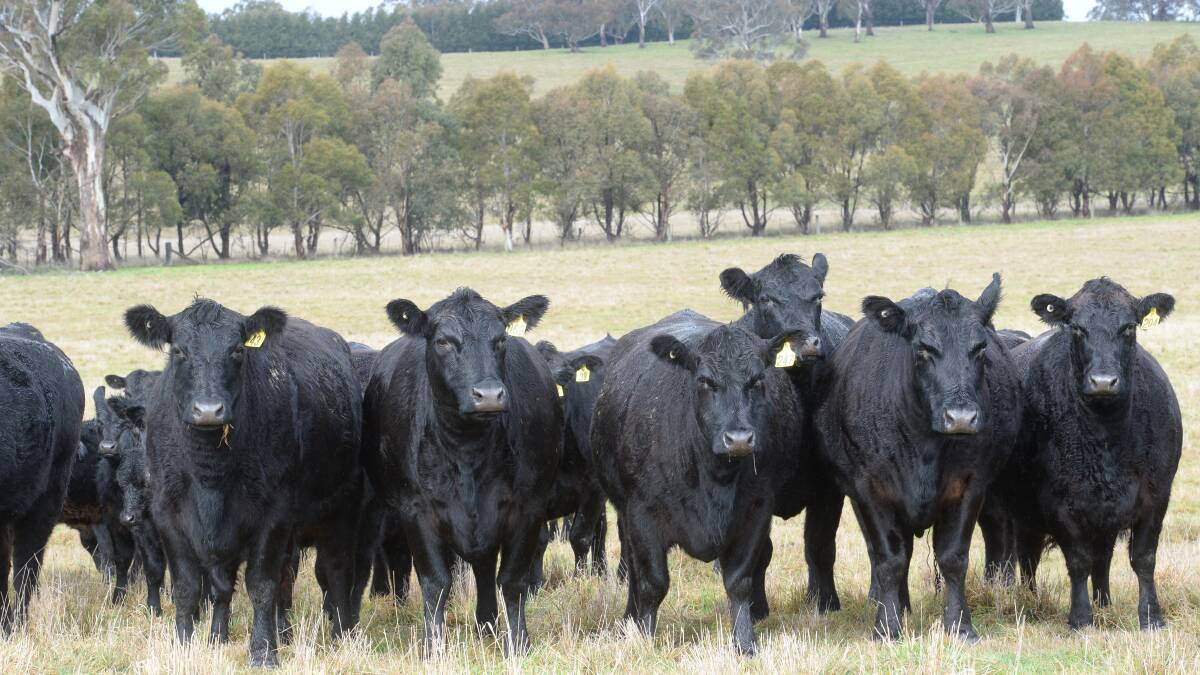 Angus CONNECT: Australia announces updates to selection indexes this December | Land | NSW