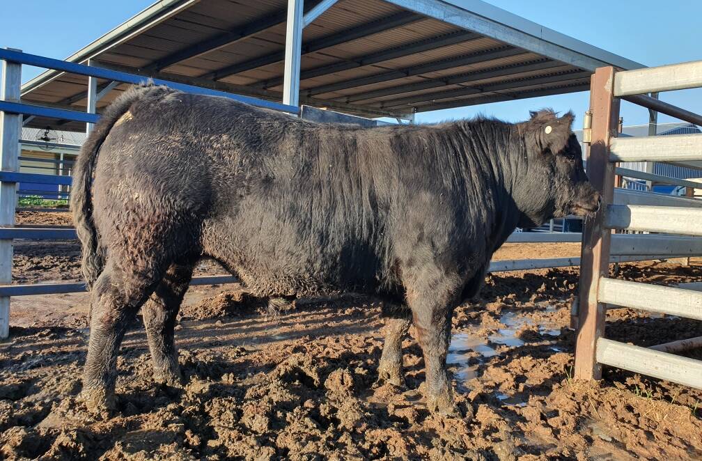 Coonamble High School's Limousin/Speckle Park steer "Chad". Photo: supplied