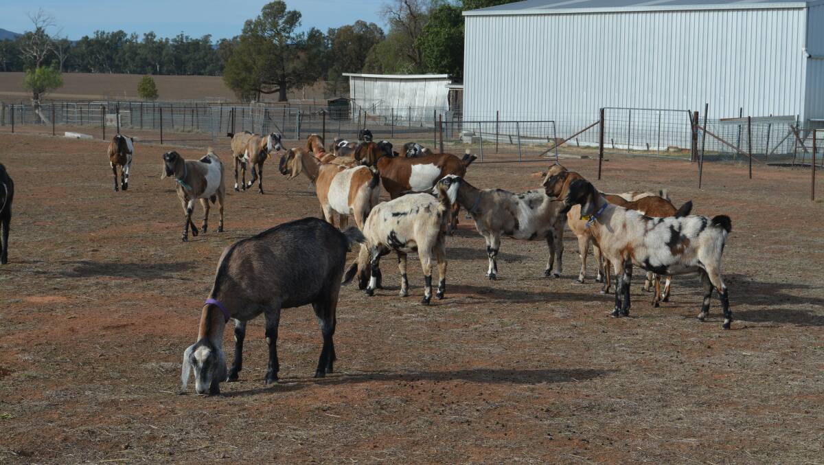Breeding Anglo-Nubians since 2000, Ms Jones now runs 30 breeding does on her Yandilla property, with a focuses on ensuring production, constitution and type. 