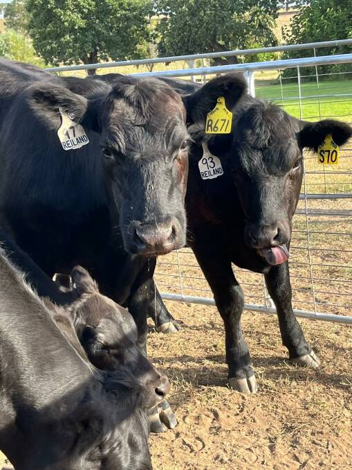 Shift to bull breeding for GenAngus participant Ben Lucas
