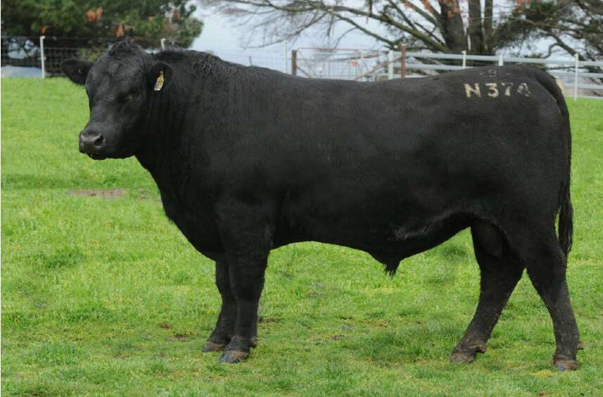 The $18,000 top-priced bull Crawford N374, sired by Texas Kelvin Klein K542, purchased by return local clients Eulonga Pastoral Co, Wulonga, Coolac. Photo: Crawford Angus 
