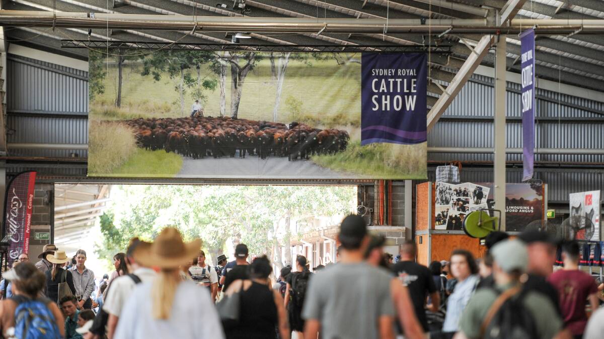 Interstate exhibitors are expected to return to the 2022 Sydney Royal Show which will boost numbers to 910 beef cattle entries. Photo: Lucy Kinbacher