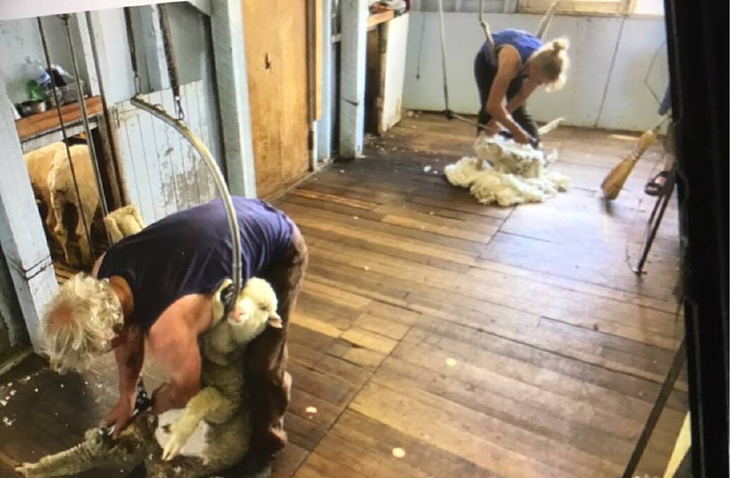 Val Byers (right) shearing alongside her 80-year-old father (left). 