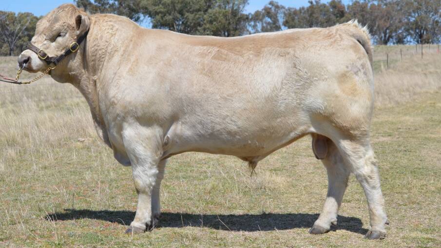 Sentry Box Quicksilver Q13, $11,500 top-priced bull, offered by David, Helen and Ben Spry, Sentry Box stud, Inverell, and sold to Anne and Dennis Fabris of Beeamma stud, Western Flat, SA. Photo: AuctionsPlus