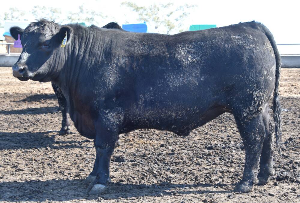 Texas Angus takes top spot in RAS Beef Challenge