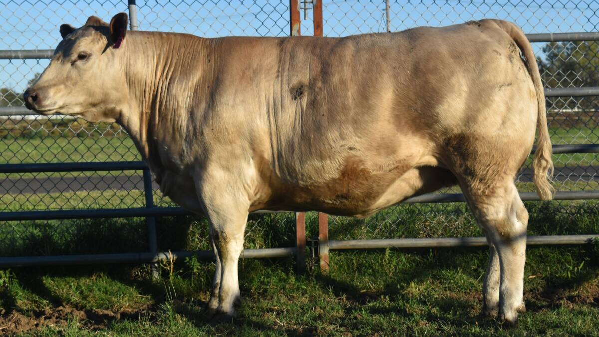 Champion heifer carcase went to St Mary's College, Gunnedah, Wallawong Premium Beef and Heath Birchalll, Duri with its Murray Grey heifer which scored 85.86pts. Photo: supplied