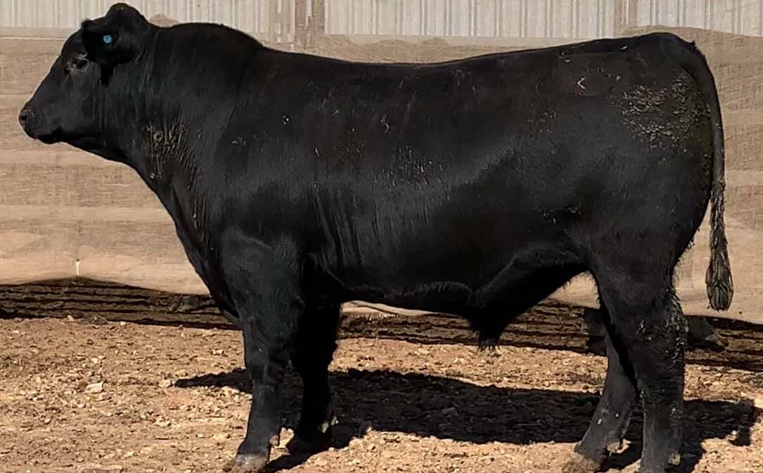 Myanga Klooney Q37 was the $13,500 sale-topper bought by Julie Richens, Rankins Springs. Photo: supplied 