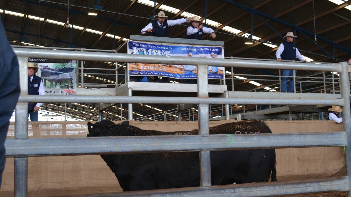 Moogenilla Angus makes its mark with a $64,000 high-seller